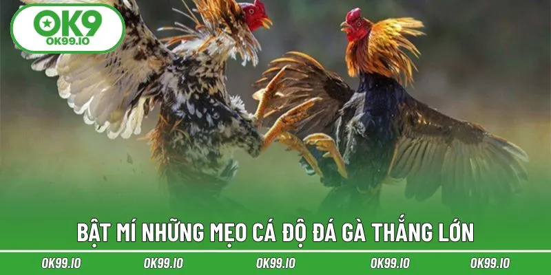 Chia sẻ bí kíp cá độ dễ trúng lớn