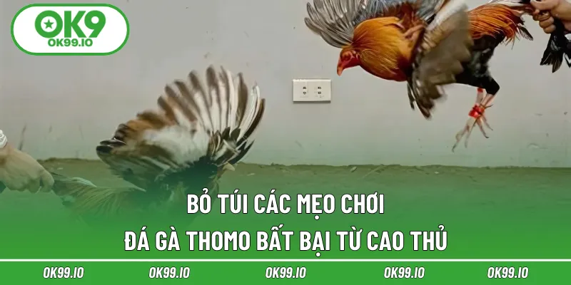 Bỏ túi các mẹo chơi đá gà Thomo bất bại từ cao thủ