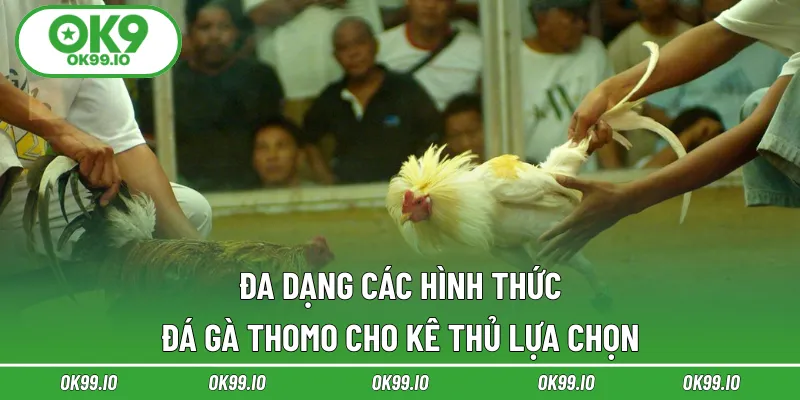 Đa dạng các hình thức đá gà Thomo cho kê thủ lựa chọn