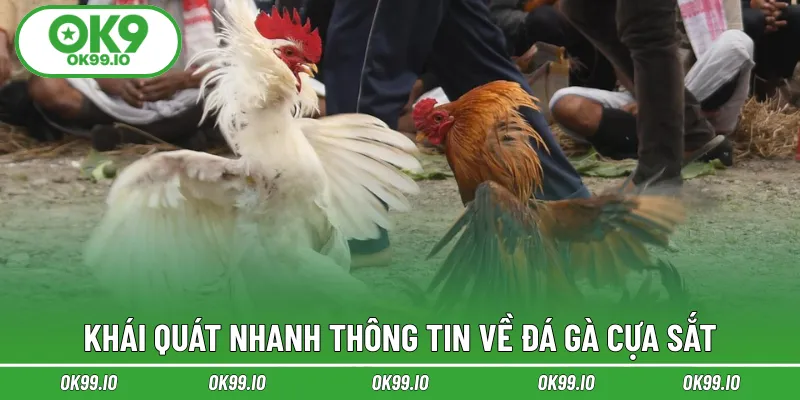 Khái quát nhanh thông tin về đá gà cựa sắt