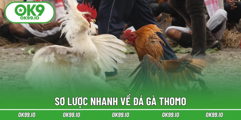 Sơ lược nhanh về đá gà Thomo