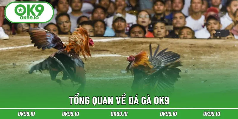 Tổng quan về đá gà OK9