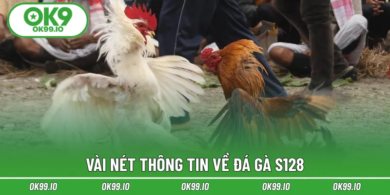Vài nét thông tin về đá gà S128